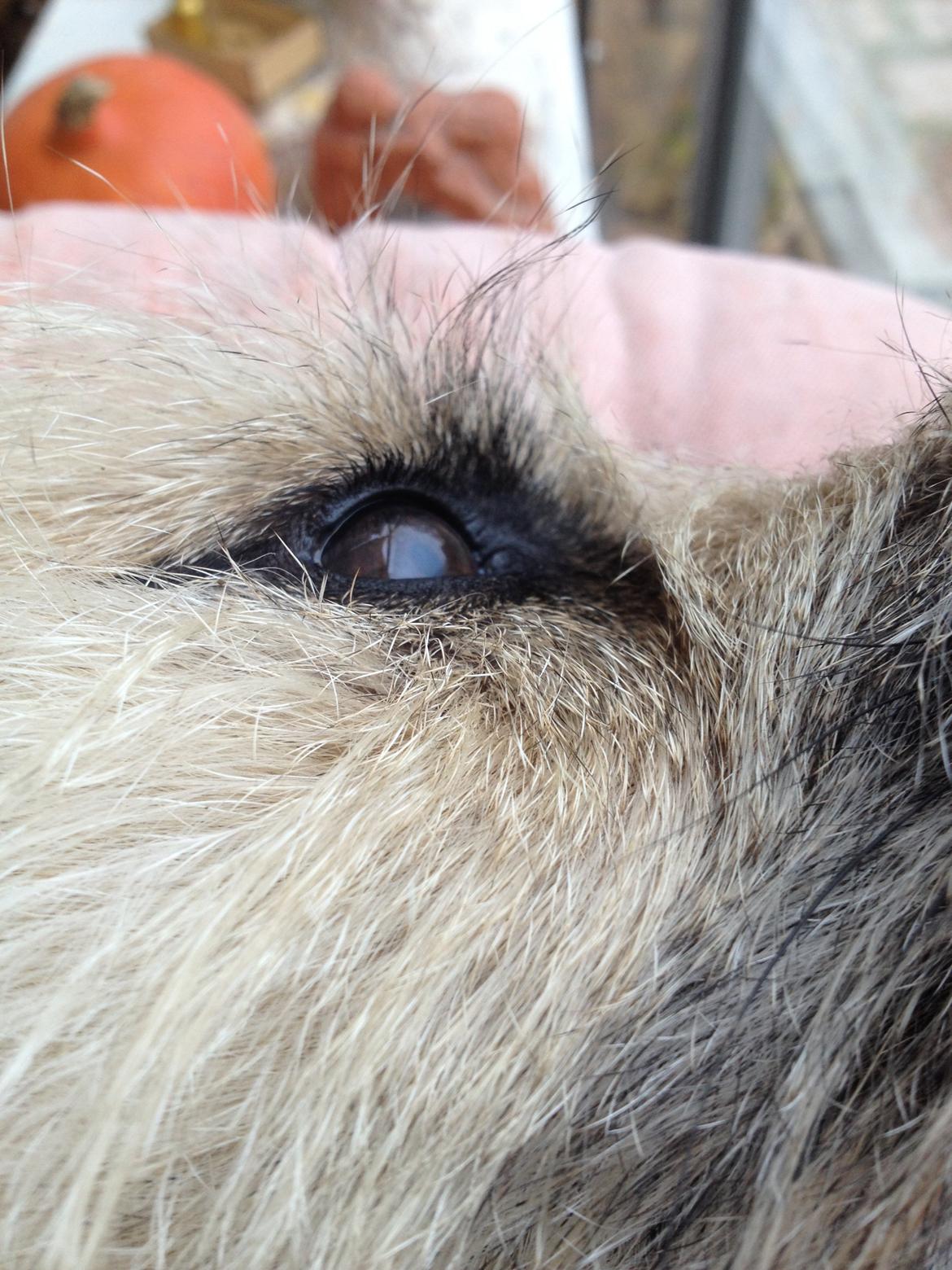 Cairn terrier Muffi billede 16