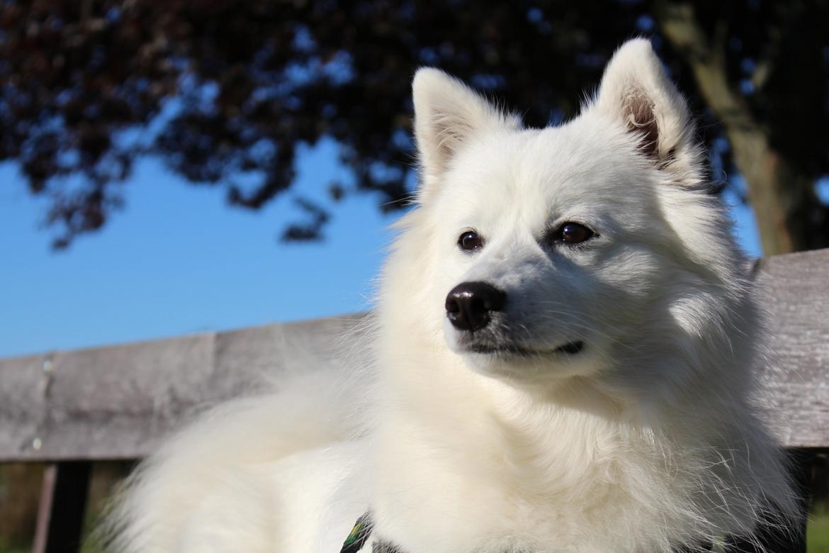 Japansk spids Ninki's Felira Hime Akira <3 - Velkommen til Akira's profil!<3 billede 5