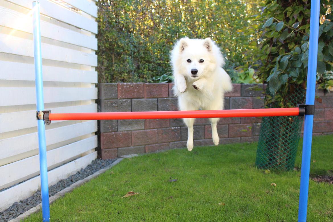 Japansk spids Ninki's Felira Hime Akira <3 - Akira springer 60 cm <3 billede 7