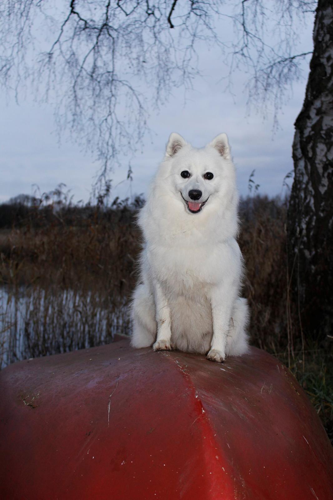 Japansk spids Ninki's Felira Hime Akira <3 - Efterår 2013 
Dato: 22/11 - 2013
Foto: Nc (mig) billede 6