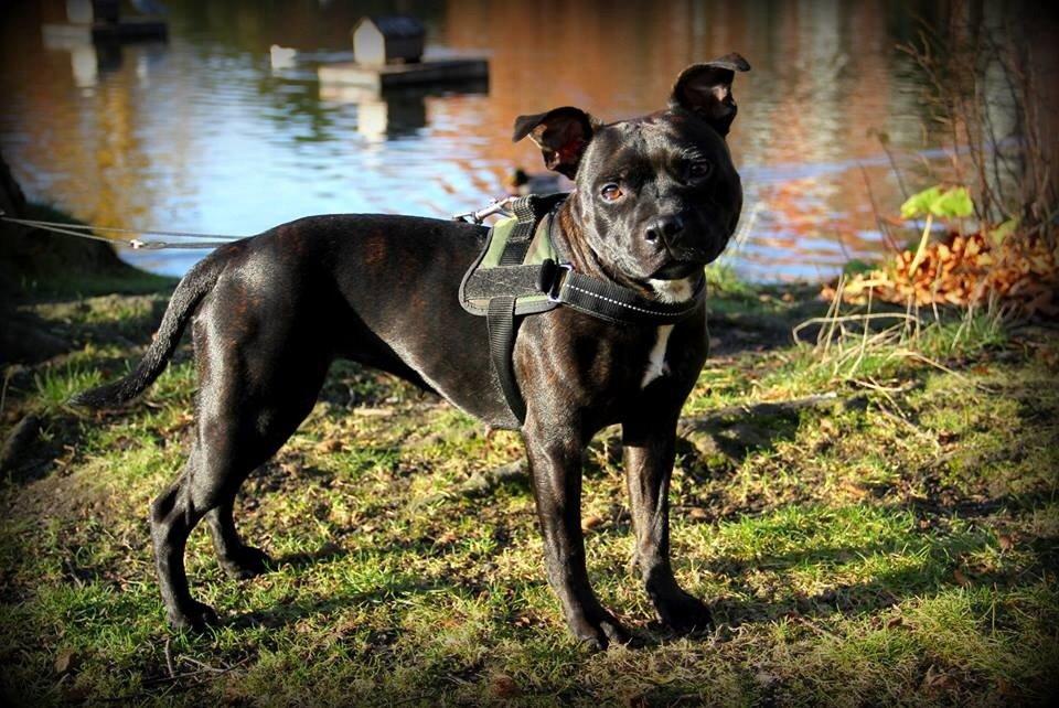 Staffordshire bull terrier Baby billede 4