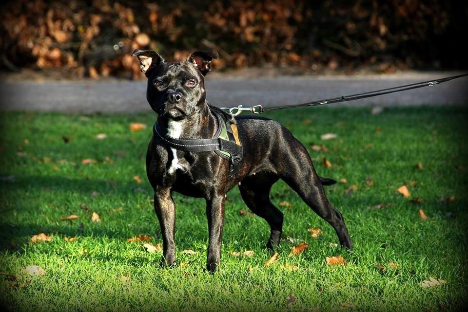 Staffordshire bull terrier Baby billede 1