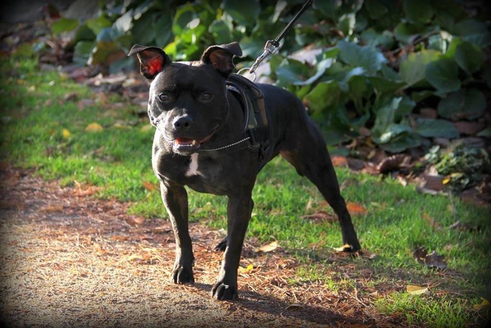 Staffordshire bull terrier Baby billede 7