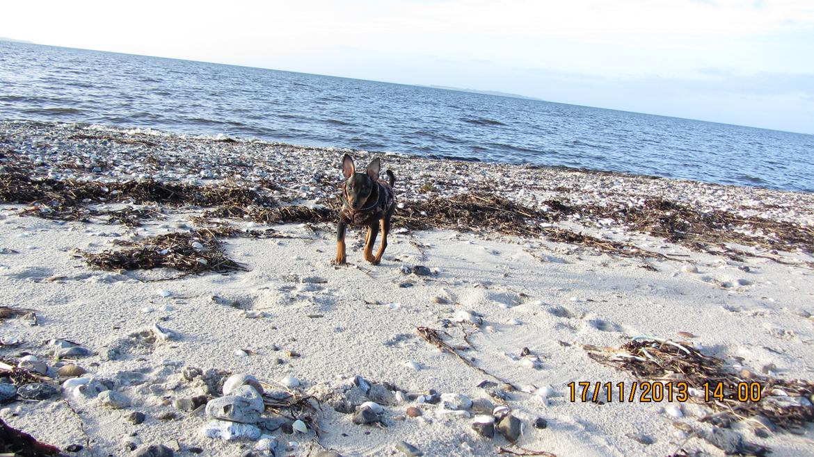 Dvaergpinscher Rødkildes Nyah billede 7