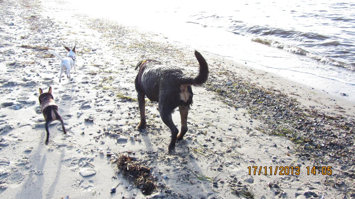 Dvaergpinscher Rødkildes Nyah billede 8