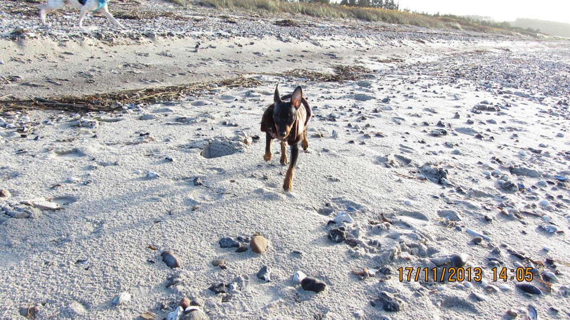 Dvaergpinscher Rødkildes Nyah billede 9