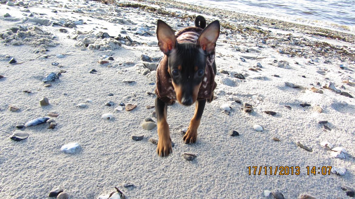 Dvaergpinscher Rødkildes Nyah billede 10