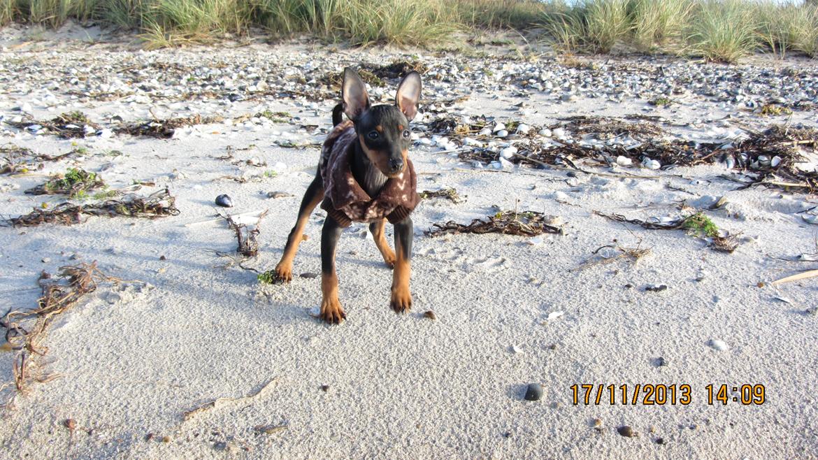 Dvaergpinscher Rødkildes Nyah billede 11