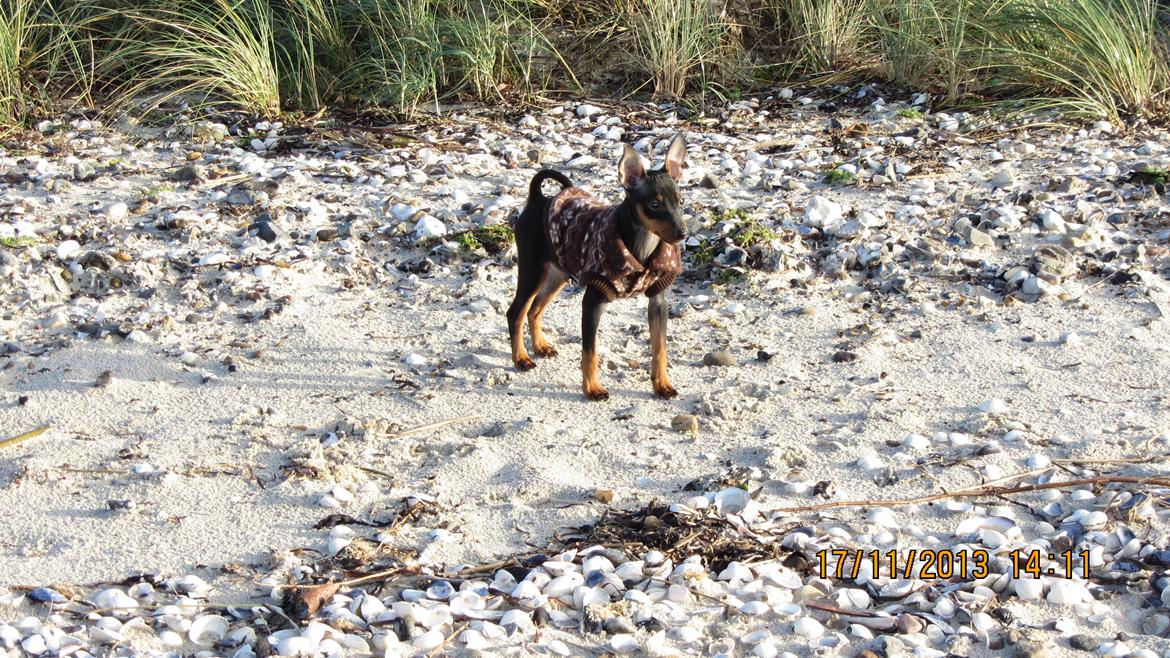 Dvaergpinscher Rødkildes Nyah billede 12