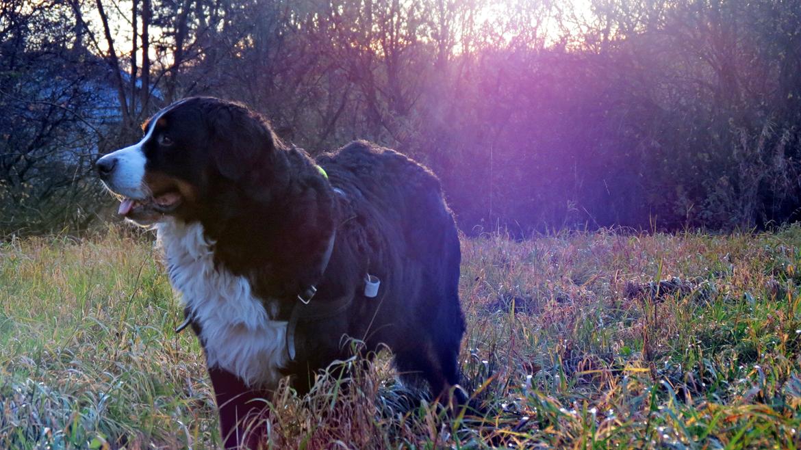 Berner sennenhund Lady Xiera's Voltaire (Bosco) - We have the time of our lives. billede 12