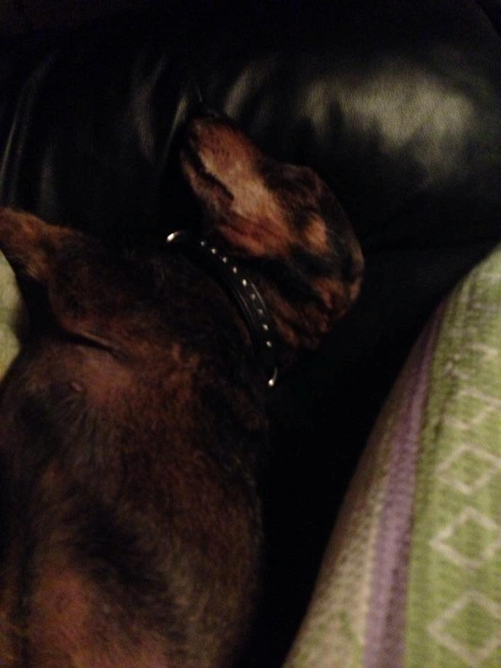 Gravhund Tonner billede 11