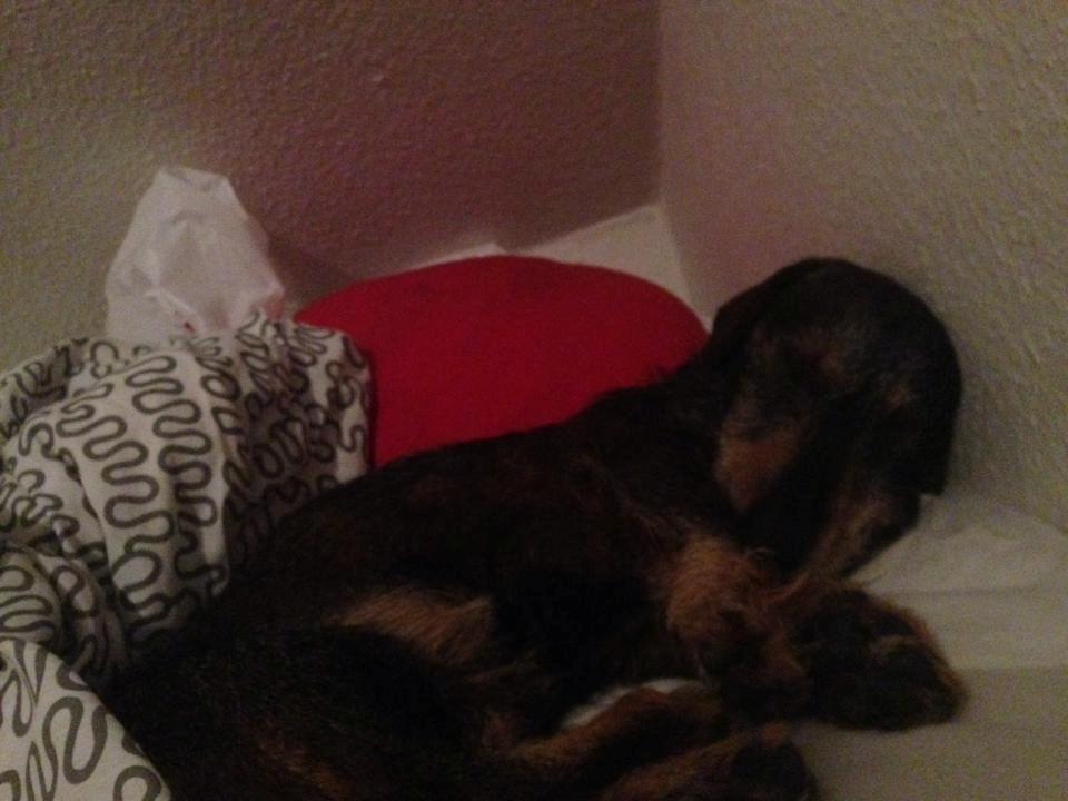 Gravhund Tonner billede 12