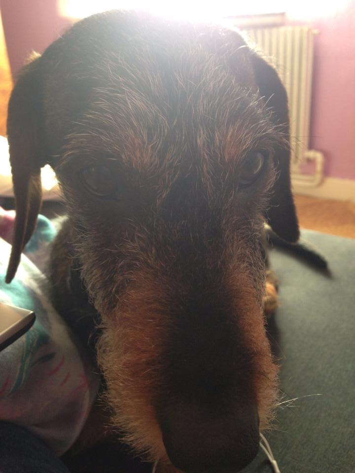 Gravhund Tonner billede 13