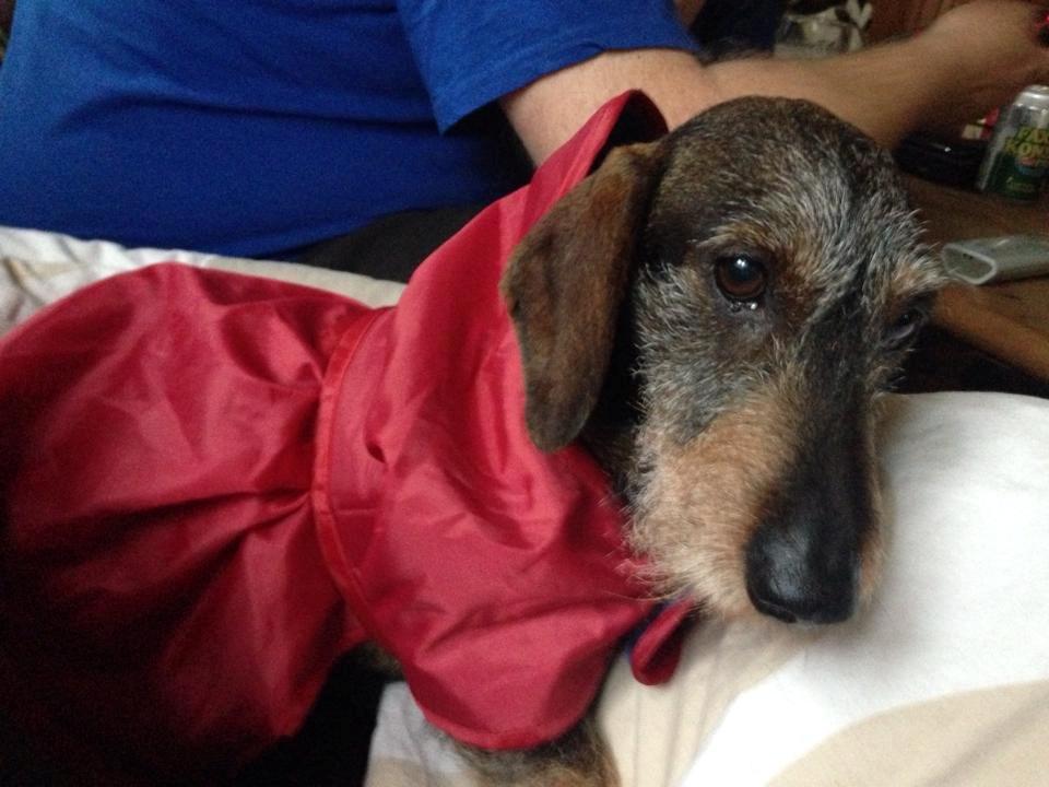 Gravhund Tonner billede 14