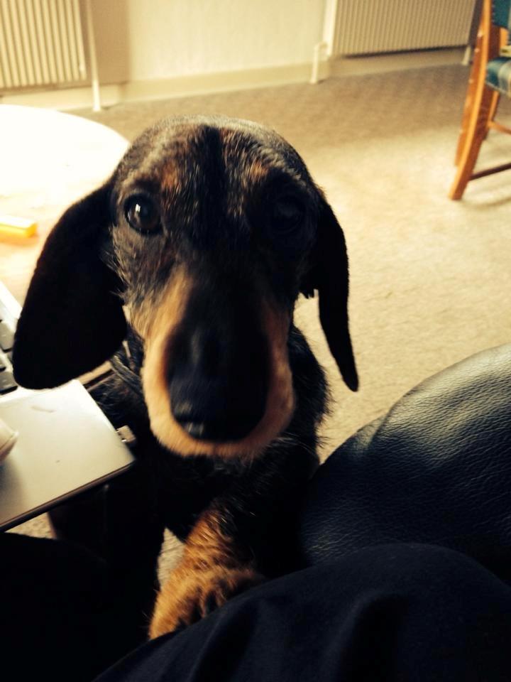 Gravhund Tonner billede 15