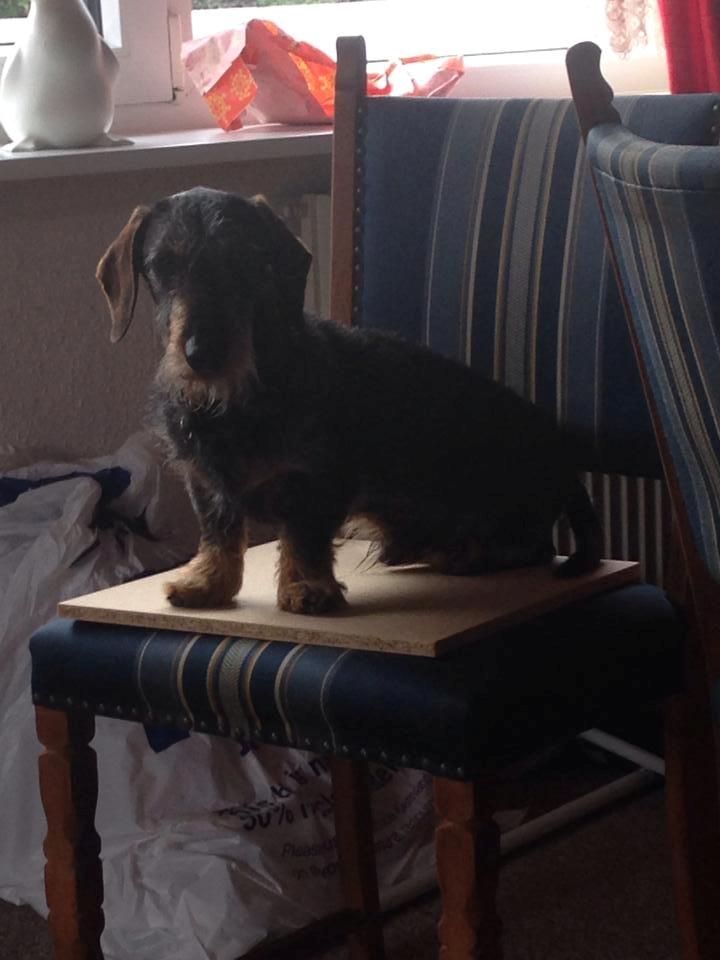 Gravhund Tonner billede 16