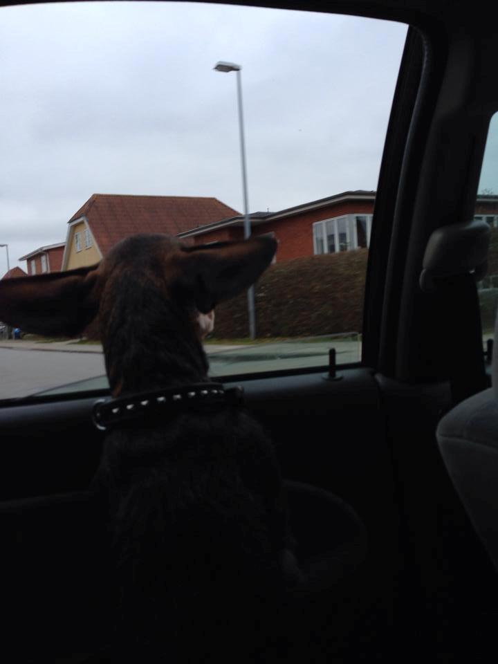 Gravhund Tonner billede 17