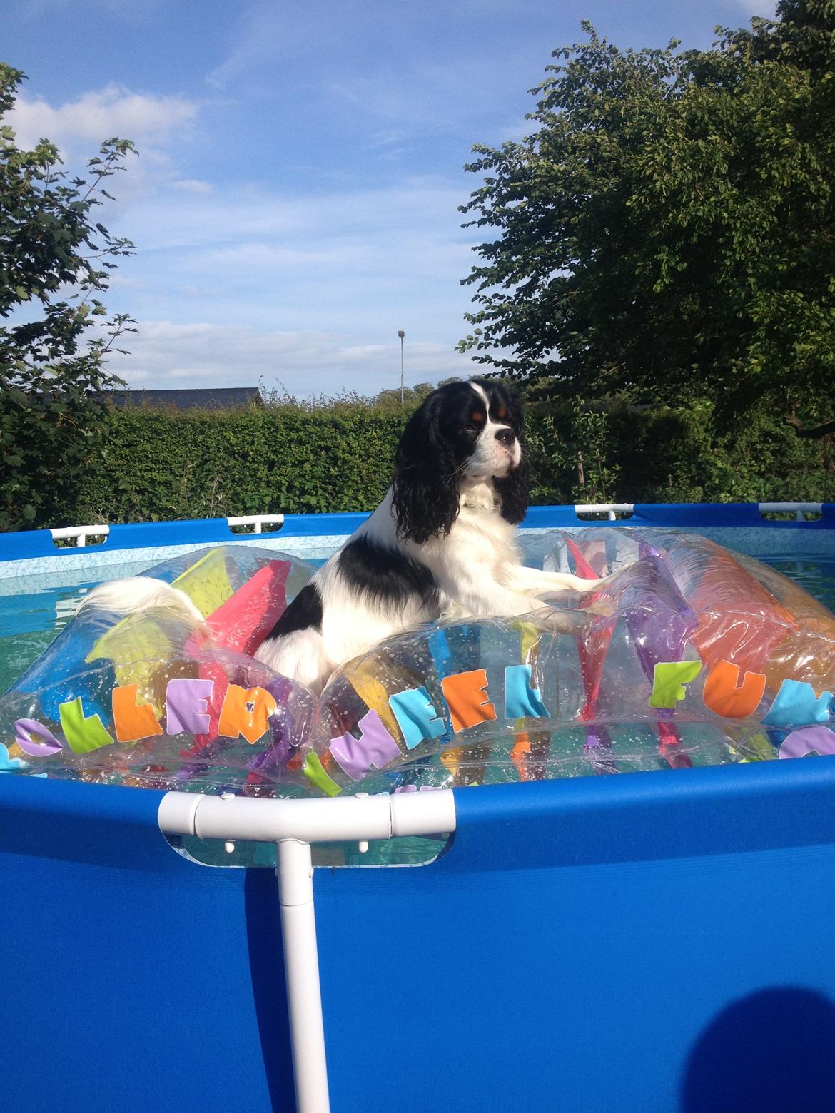 Cavalier king charles spaniel Charly <3 146316 - Charly i vores pool. sommer 2013  billede 4