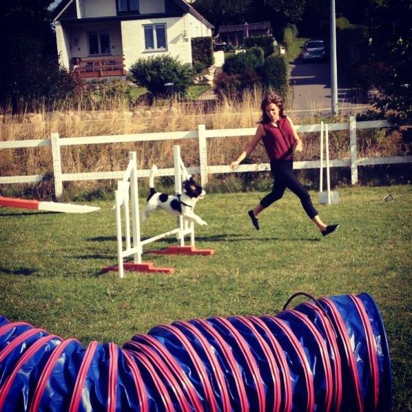 Cavalier king charles spaniel Charly <3 146316 - Første agility konkurrence sommer 2013! så stolt af ham! Han blev nummer 1 ud af 13 starter! :') Nu har jeg besluttet mig for at vi skal gå til træning! det bliver godt!!! :D
 billede 2