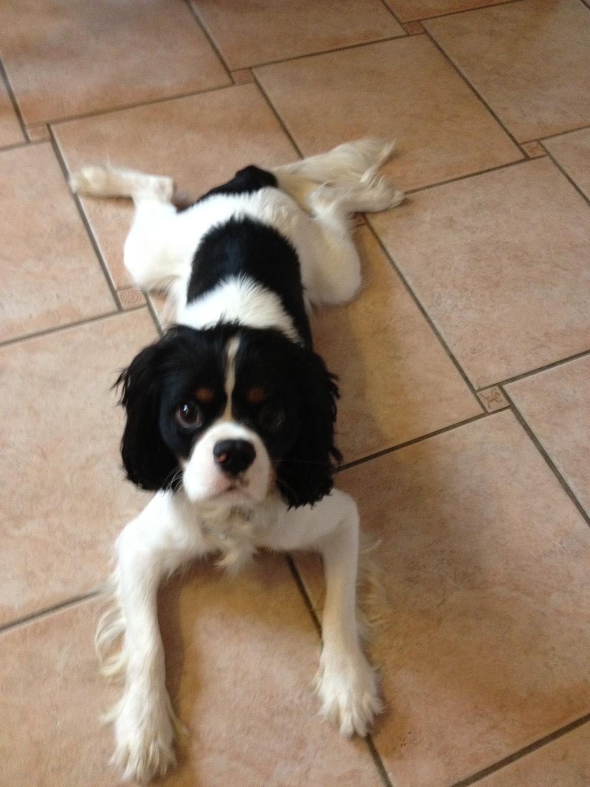 Cavalier king charles spaniel Charly <3 146316 - Charly elsker at ligge sådan her! ;) Sommer 2013 billede 25