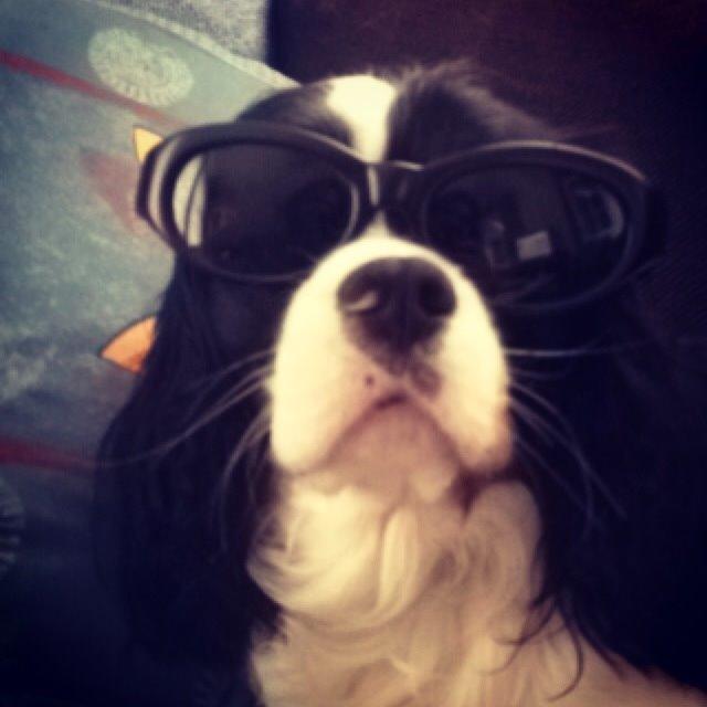 Cavalier king charles spaniel Charly <3 146316 - Yo! mit navn er Charly! sommer 20013 billede 10