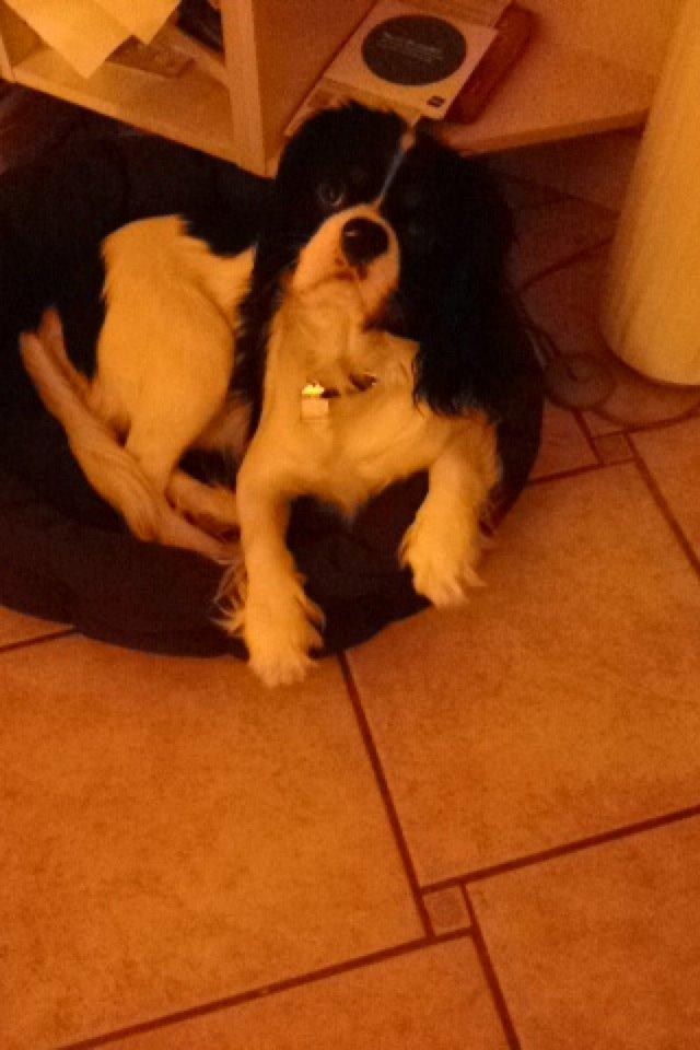 Cavalier king charles spaniel Charly <3 146316 - Charly i sin kurv, sådan ser han ud når jeg spørger ham om, om vi skal gå en tur! ;) efterår 2013 billede 26