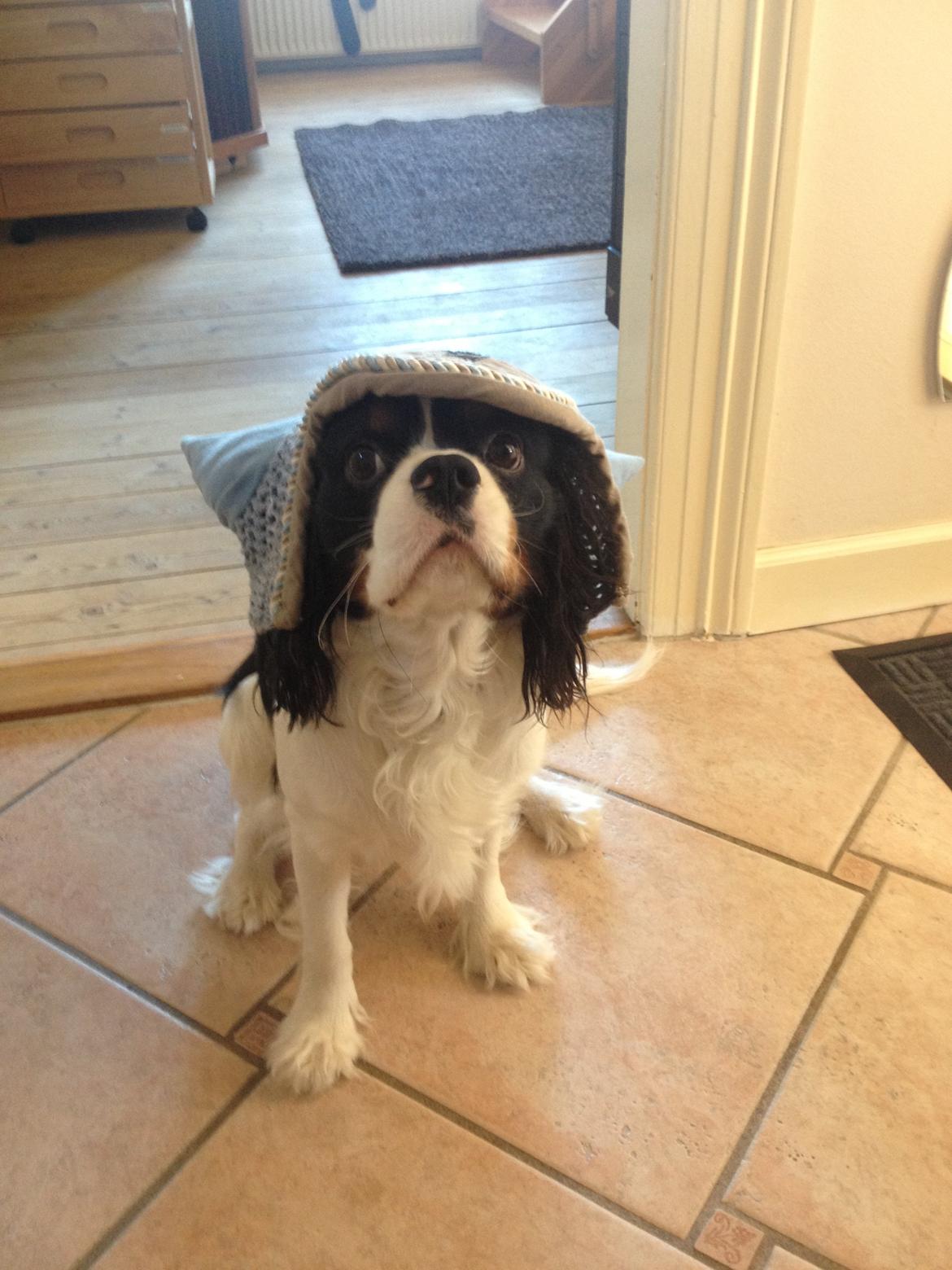 Cavalier king charles spaniel Charly <3 146316 - Haha Charly skal da lige prøve hestens hut :P Forår 2013 billede 3