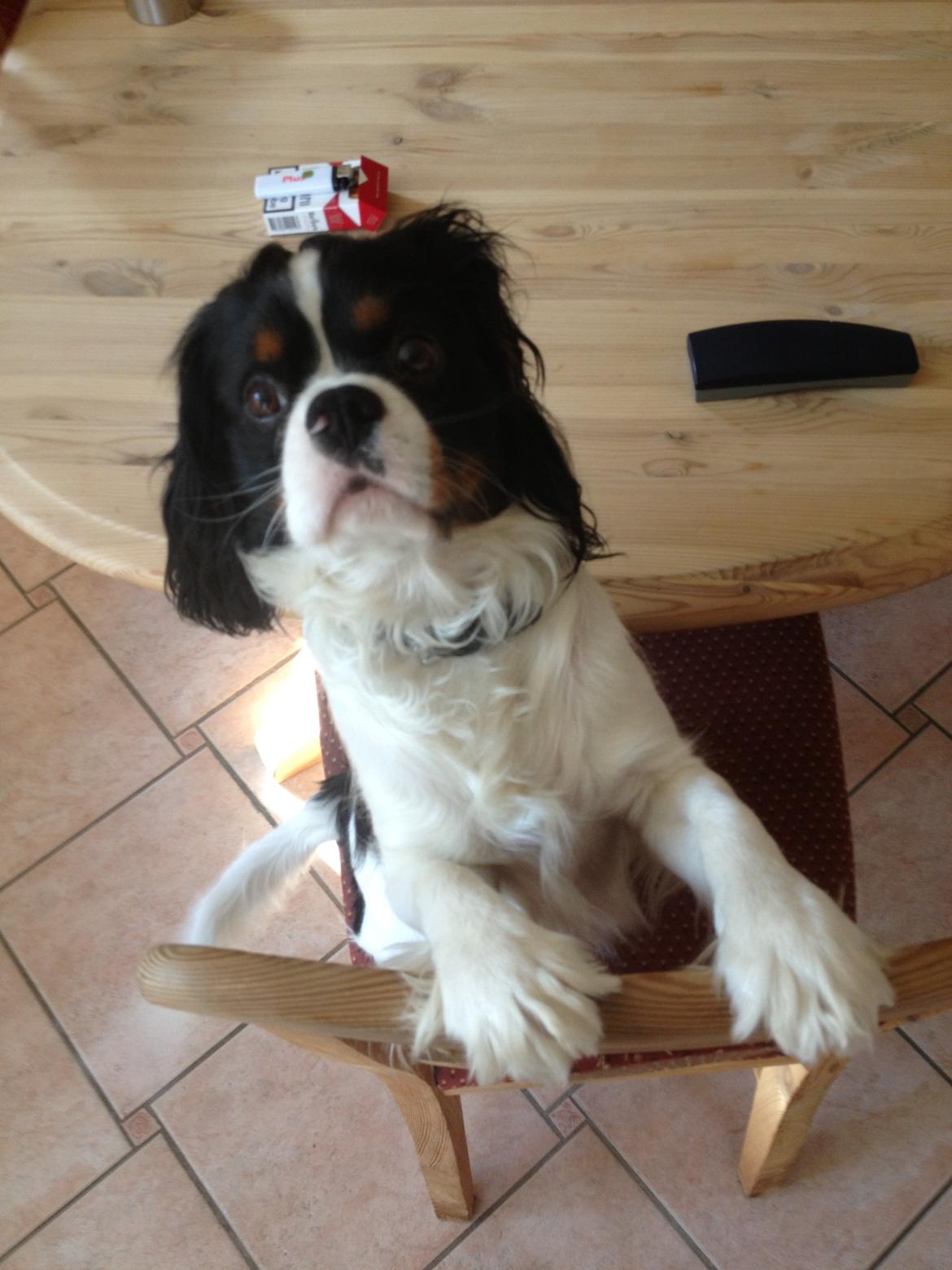Cavalier king charles spaniel Charly <3 146316 - Halløj! :D vinter 2012 billede 27