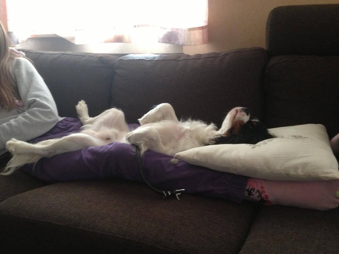 Cavalier king charles spaniel Charly <3 146316 - Haha. Sommer 2013 billede 29