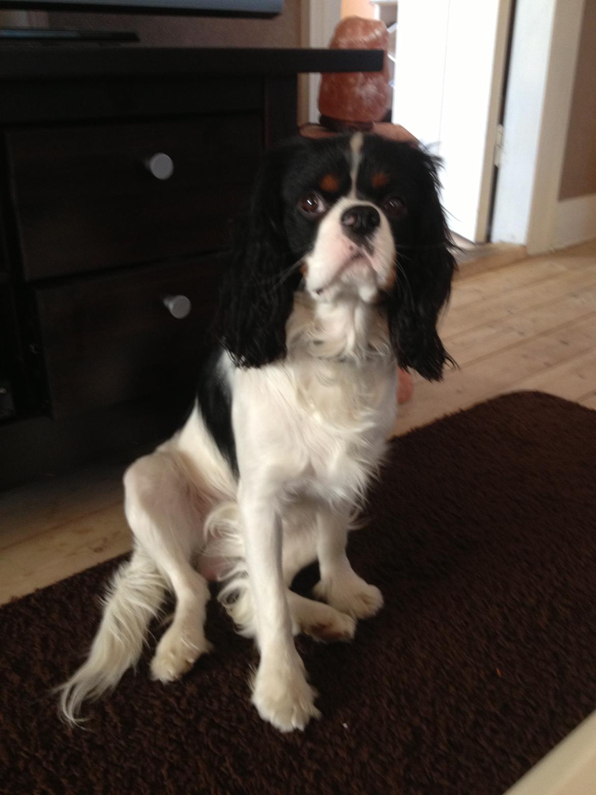 Cavalier king charles spaniel Charly <3 146316 - Han er blevet så stor og flot! :') sommer 2013 billede 30