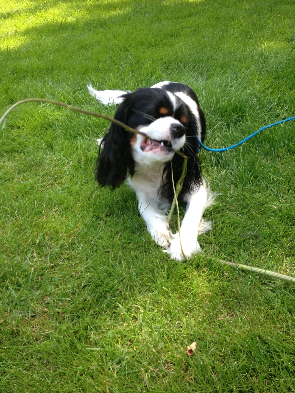 Cavalier king charles spaniel Charly <3 146316 - nam nam en pind! sommer 2013 billede 31