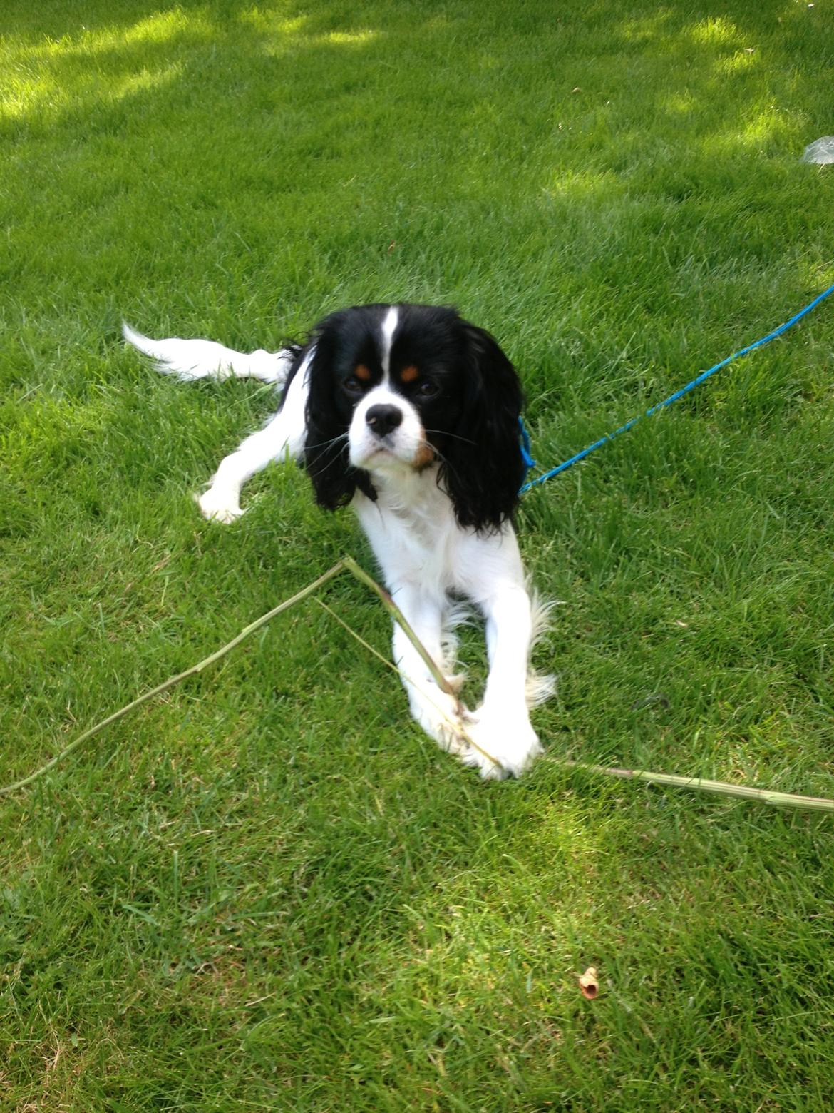 Cavalier king charles spaniel Charly <3 146316 - ''Uh en kat'' tænker han. Sommer 2013 billede 28