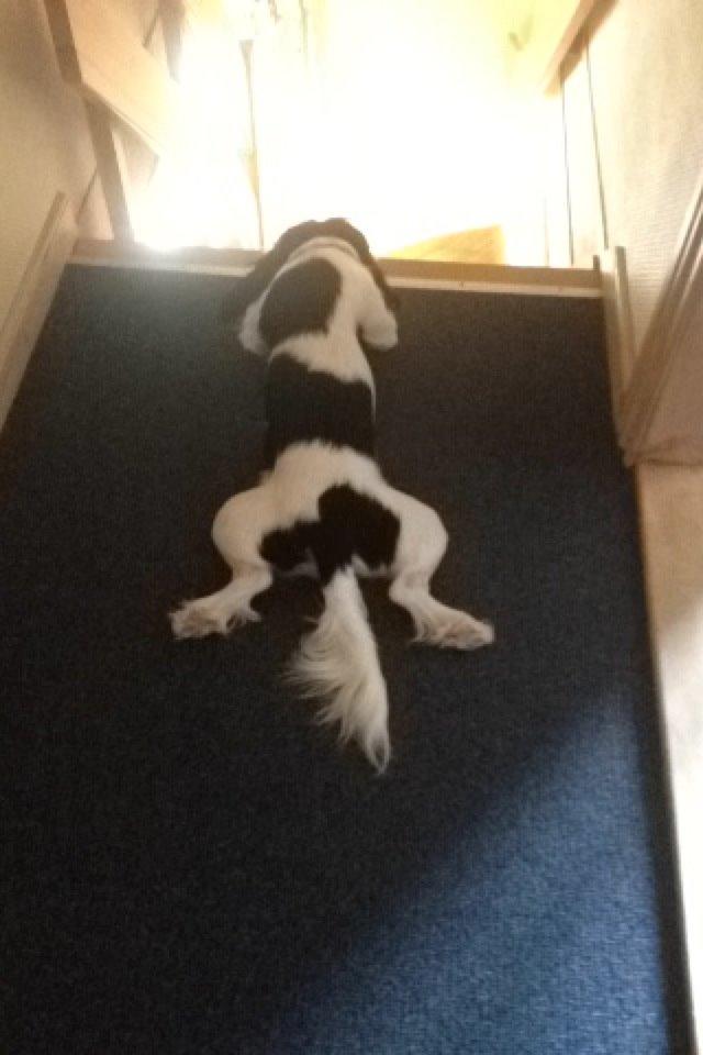 Cavalier king charles spaniel Charly <3 146316 - Du er nu lidt speciel Charly! Sommer 2013 billede 23