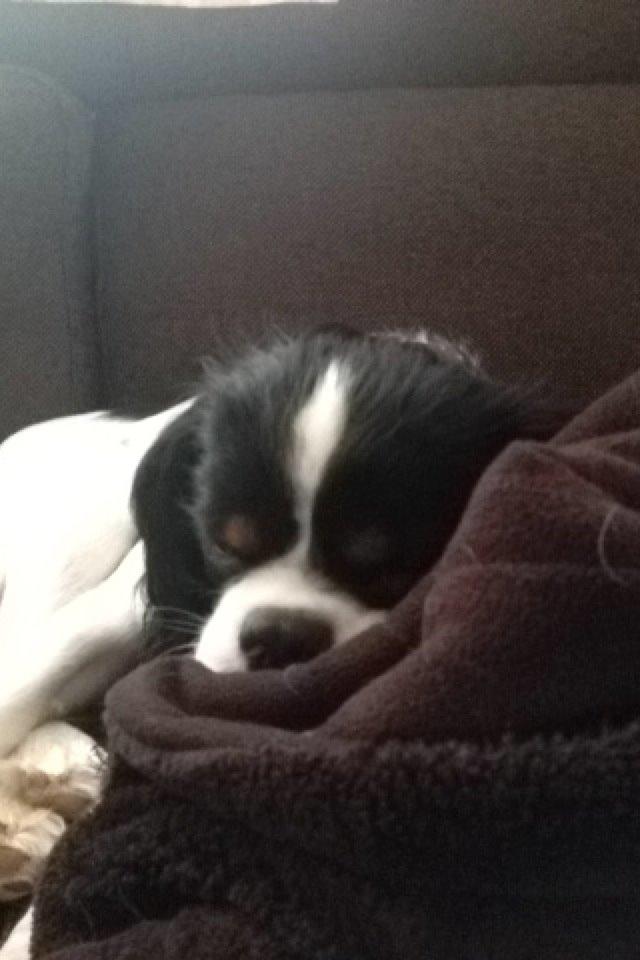 Cavalier king charles spaniel Charly <3 146316 - Så blev lillemus træt. Efterår 2013

-Tak for besøget! lig gerne en kommentar og giv en bedømmelse, det vil jeg blive rigtig glad for! :D billede 32