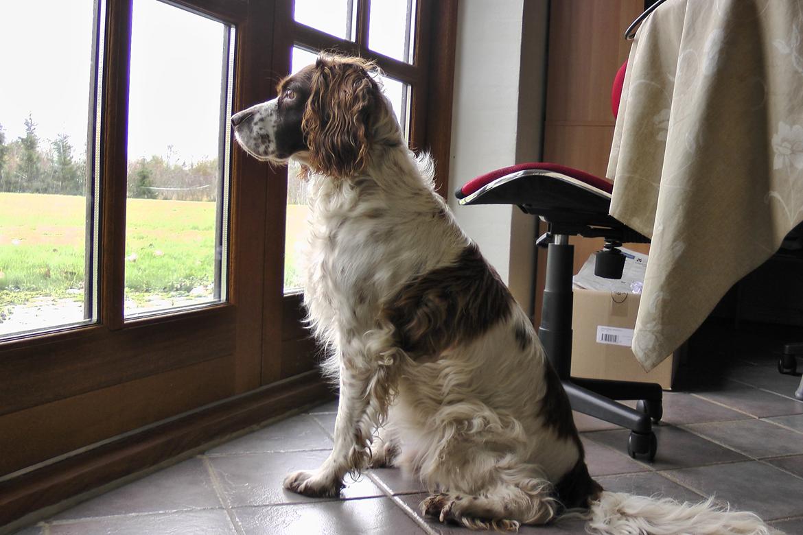 Engelsk springer spaniel White Aslan - Det er spændende med så mange fugle! billede 23