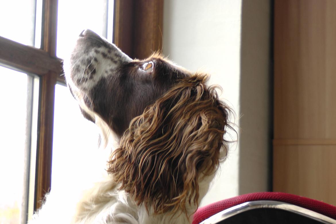 Engelsk springer spaniel White Aslan - Desværre lidt utydelig:-I billede 24
