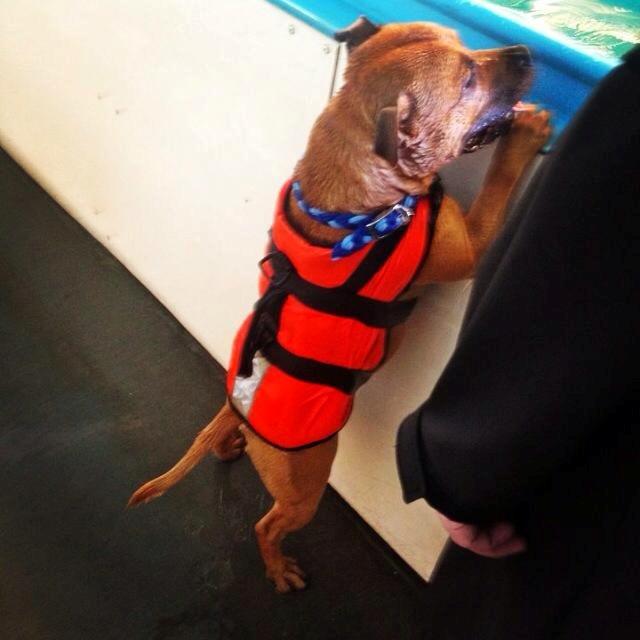 Staffordshire bull terrier KBHV2015 Wenk Staff' s King In A Corner aka Elo billede 15