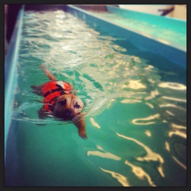 Staffordshire bull terrier KBHV2015 Wenk Staff' s King In A Corner aka Elo billede 16