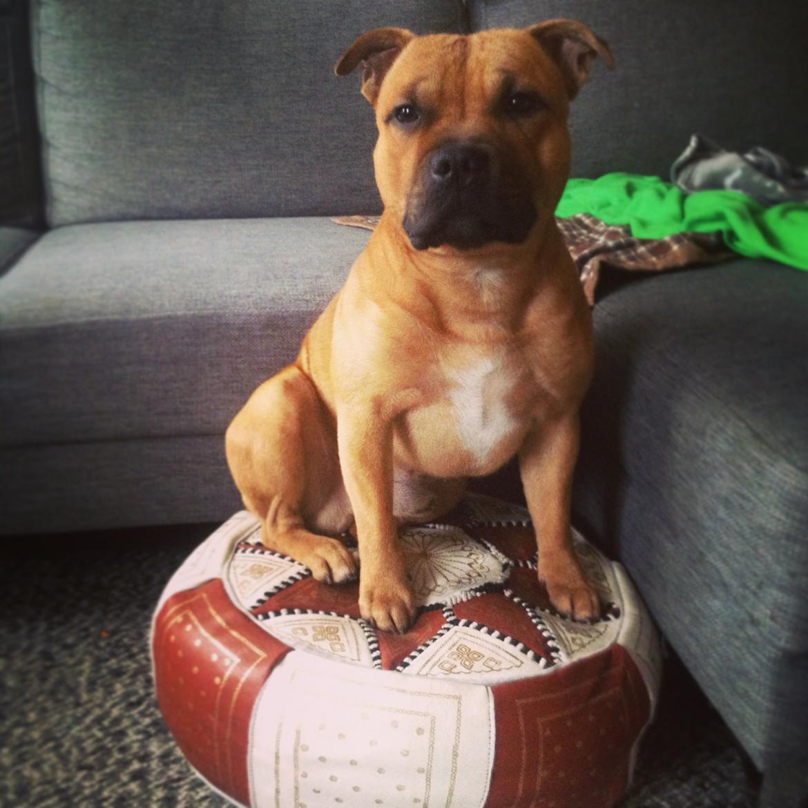 Staffordshire bull terrier KBHV2015 Wenk Staff' s King In A Corner aka Elo - Kongen på sin trone billede 13