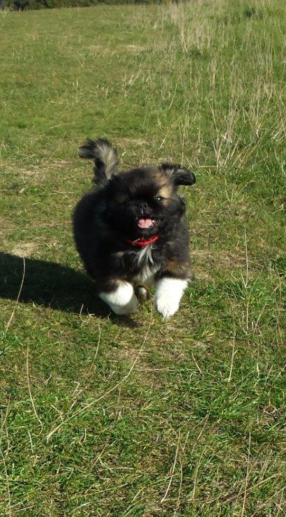 Pekingeser Bertha billede 1