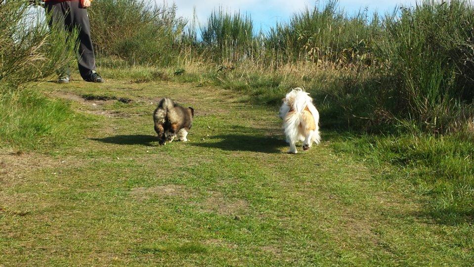 Pekingeser Bertha billede 2