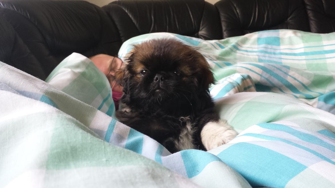 Pekingeser Bertha billede 3