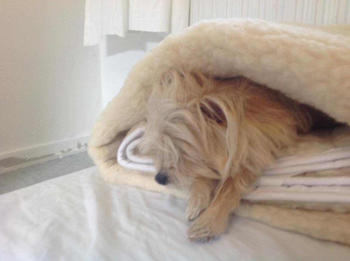 Blanding af racer sussi billede 16