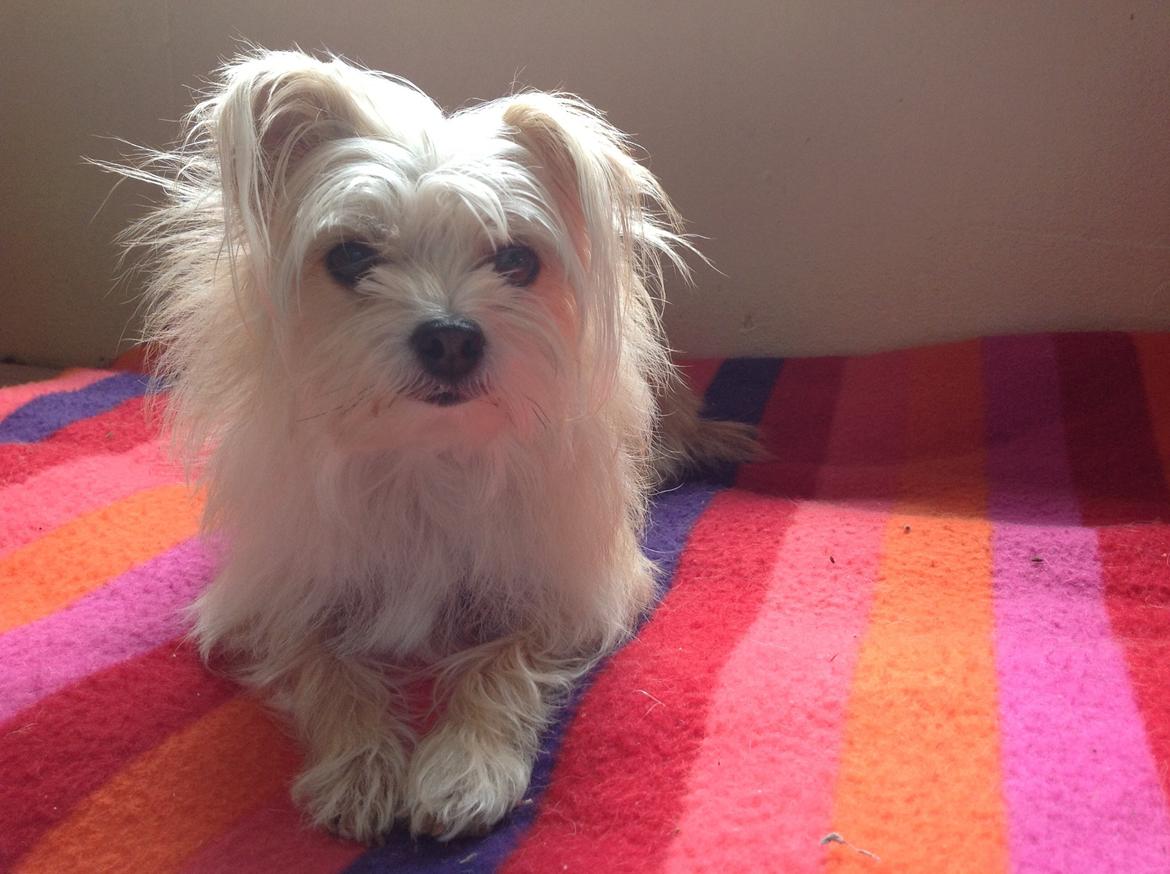 Blanding af racer sussi billede 17