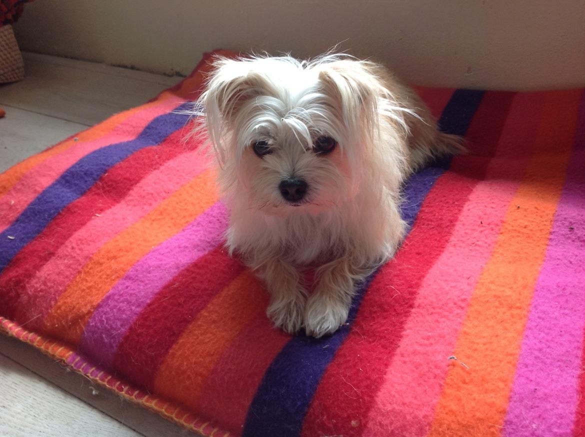 Blanding af racer sussi billede 18