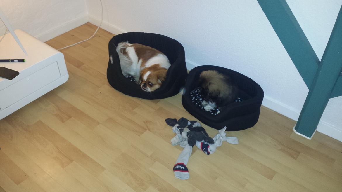 Pekingeser Bertha billede 4