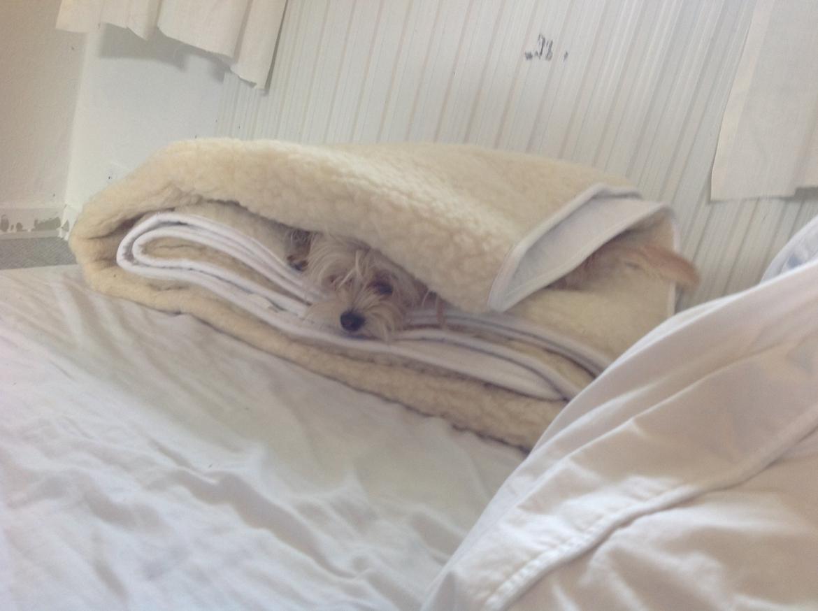 Blanding af racer sussi billede 19