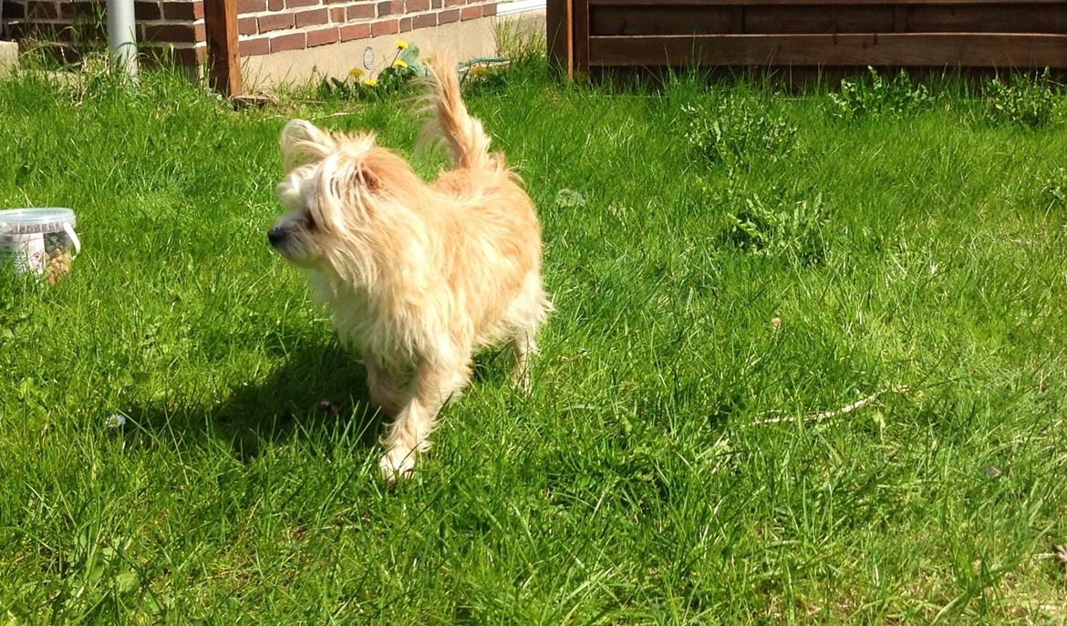 Blanding af racer sussi billede 20