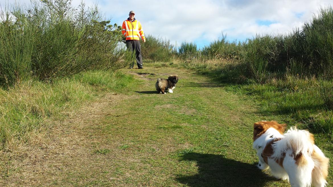 Pekingeser Bertha billede 5