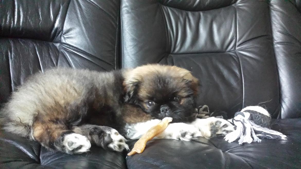 Pekingeser Bertha billede 6